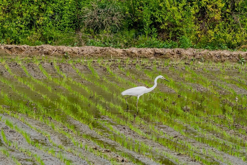 White common egret hunting for food in freshly planted rice paddy