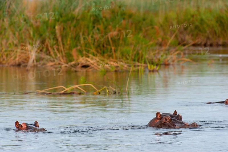 Hippopotamus (Hippopotamus amphibius), Hippopotamus, animal, danger, dangerous, wild, river, river animal, Okavango Delta at the Kwando River in BwaBwata National Park, Namibia, Africa