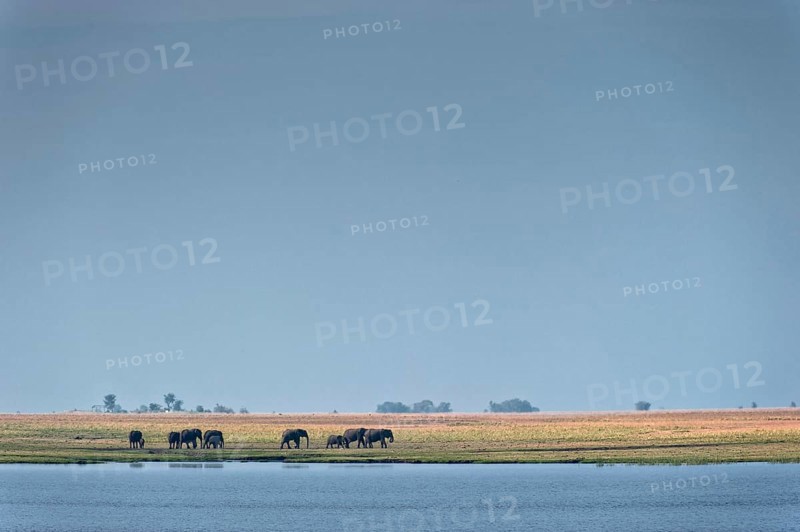 Elephant herd (Loxodonta africana), elephant, landscape, sky, blue sky, wildlife, riverbank, safari, travel, tourism, Chobe National Park, Botswana, Africa