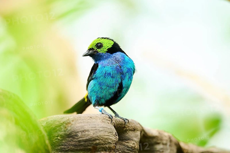 Paradise tanager (Tangara chilensis) sitting on a branch, Bavaria, Germany, Europe