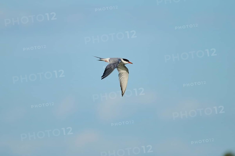 Elegant tern (Thalasseus elegans) flying in the sky, Parc Naturel Regional de Camargue, France, Europe
