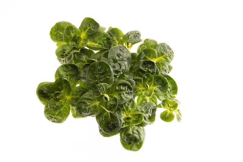 Field salad, studio shots on a white background