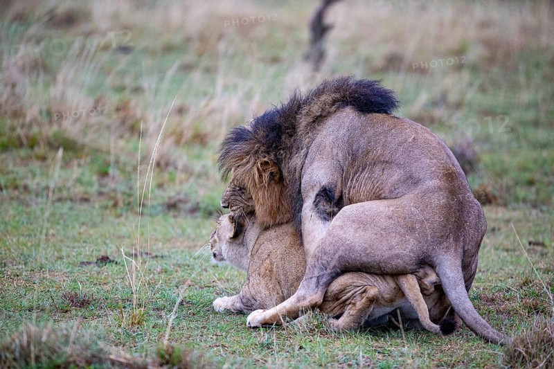 Lion (Panthera leo) Masai Mara Kenya