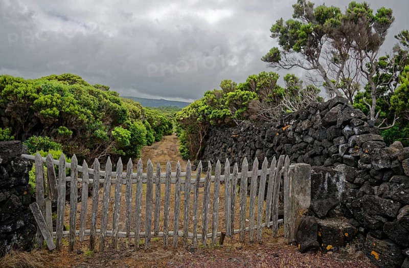 Wooden fence and stone wall surrounded by green plants under a cloudy sky, North Coast, Santa Luzia, Pico, Azores, Portugal, Europe