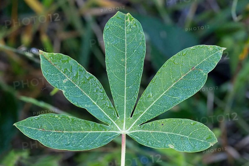 Cassava leaves, Manihot esculenta, Amazonian rainforest, Amazonas state, Brazil, South America