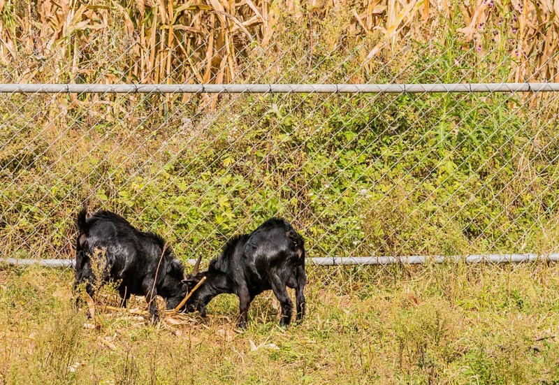 Two adult black goats feeding next to a fence surrounding a field of corn stalks