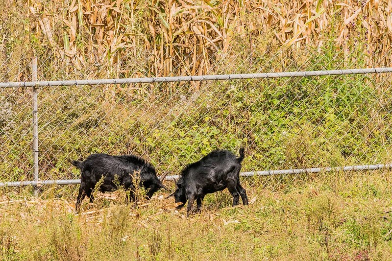 Two adult black goats feeding next to a fence surrounding a field of corn stalks