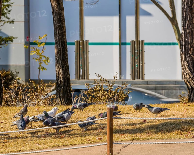 Flock of pigeons on the ground feeding behind a rope fence with a white building and the top of a car in the background