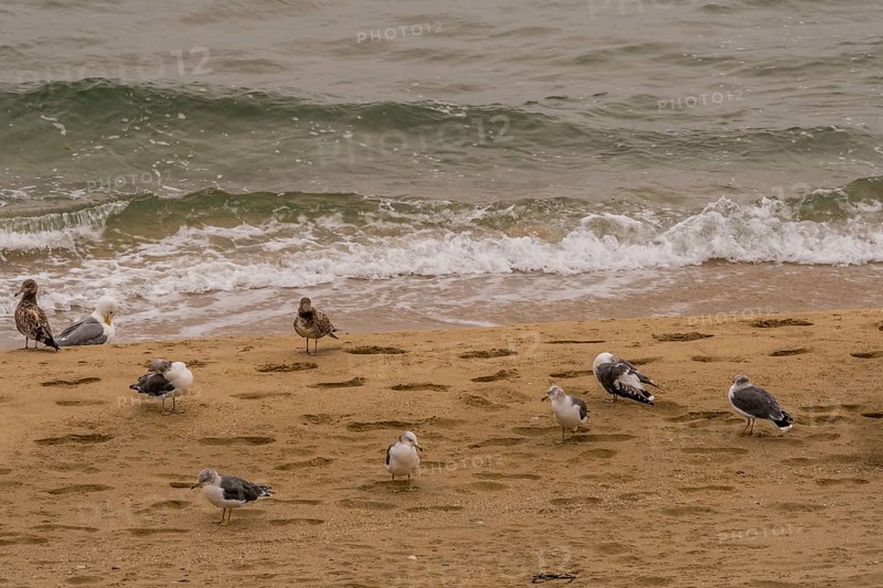 Flock of seagulls gathered on sandy beach next to water's edge