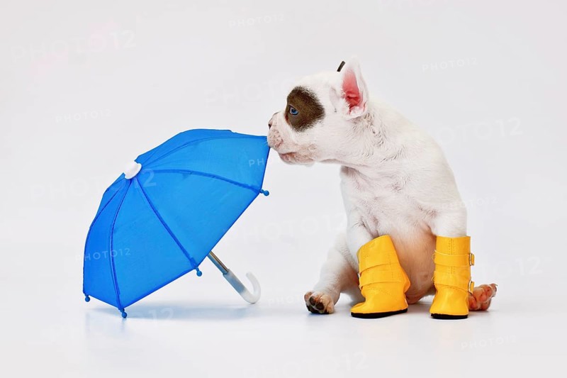 Black and white French Bulldog dog puppy with umbrella and rain boots