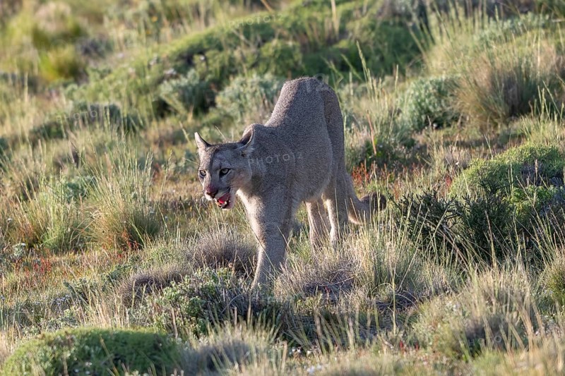 Cougar (Cougar concolor), silver lion, mountain lion, cougar, panther, small cat, Torres del Paine National Park, Patagonia, end of the world, Chile, South America