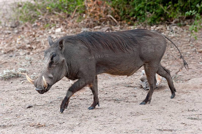 Common warthog (Phacochoerus africanus), mammal, free-living, wild, wild boar, aggressive, danger, dangerous, horns, in Chobe National Park, Botswana, Africa