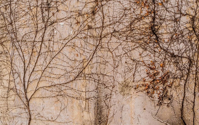 Creeping Ivy vines with small green leaves crawling up the side of a concrete wall