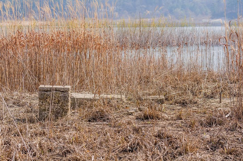Foundation and concrete column of building in tall grass of dried riverbed with river and tall reeds in background