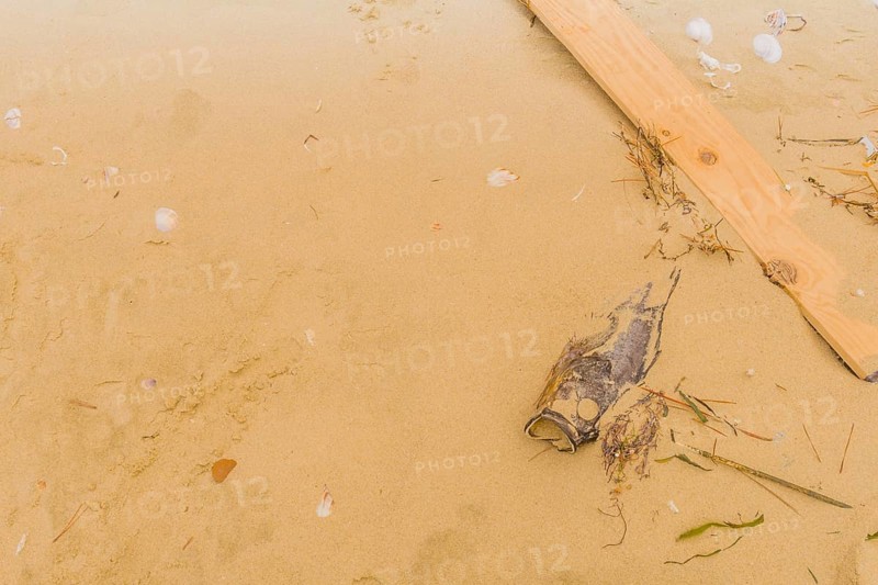 Dead fish laying on beach partially covered with sand next to wooden plank with seashells scattered about
