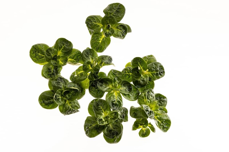 Field salad, studio shots on a white background