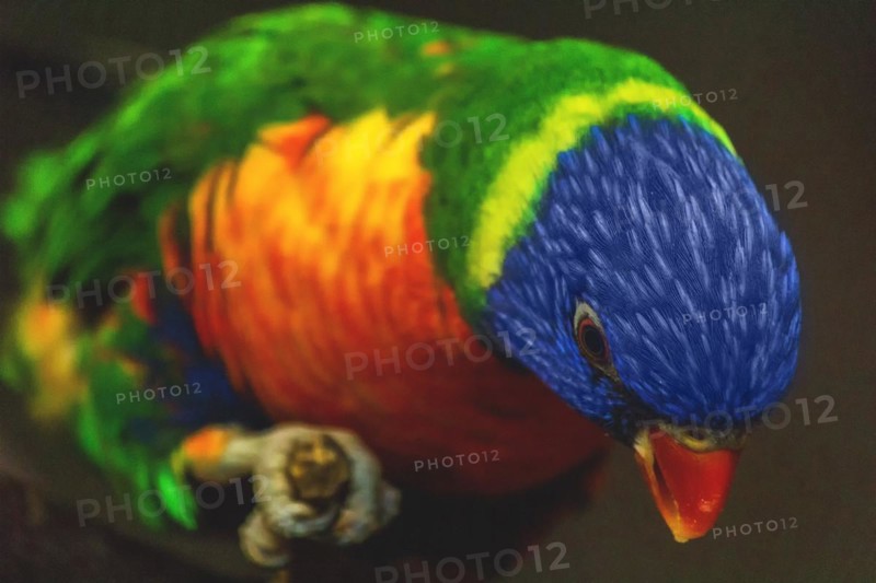 Detailed close-up of a colourful parrot, showing the complex texture of the plumage, Allwetterzoo Muenster, Muenster, North Rhine-Westphalia, Germany, Europe