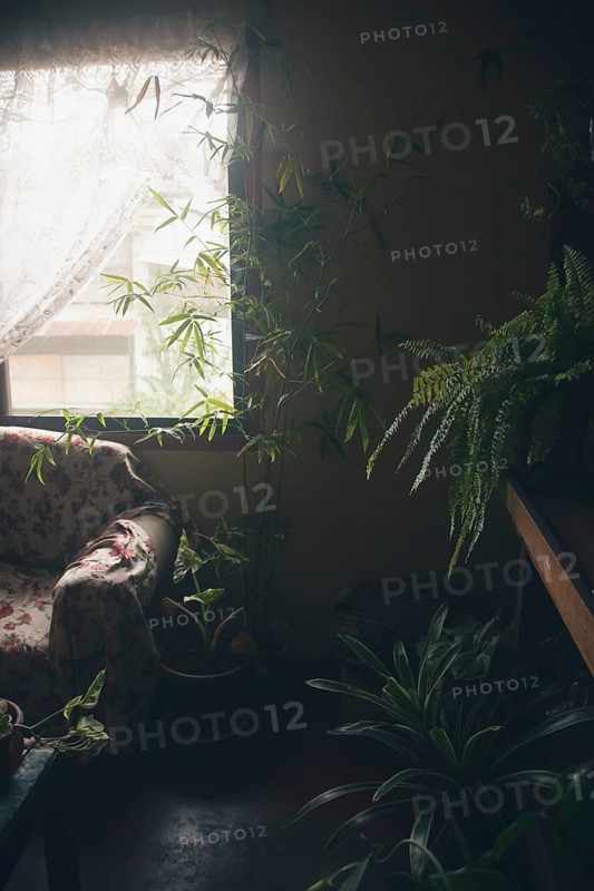 A tranquil nook with plants by a window with soft sunlight filtering through a curtain