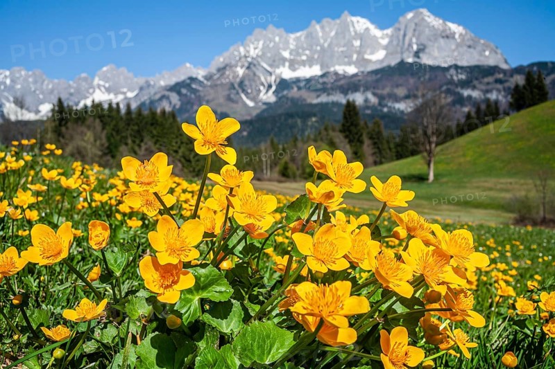 Marsh marigolds (Caltha palustris) in front of mountains, sun, spring, Kaiser Mountains, Tyrol, Austria, Europe