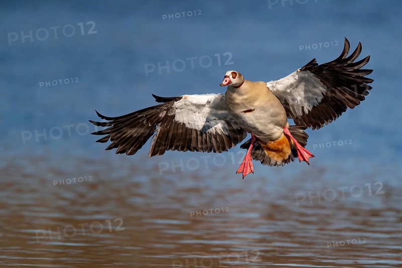 A Egyptian goose landing, Lake Kemnader, Ruhr area, North Rhine-Westphalia, Germany, Europe