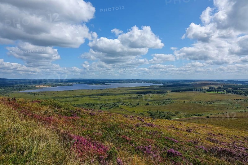 View from Mont Saint-Michel de Brasparts with heath landscape, to the reservoir Reservoir de Saint-Michel, mountain range Monts d'Arree, department Finistere Penn ar Bed, region Bretagne Breizh, France, Europe