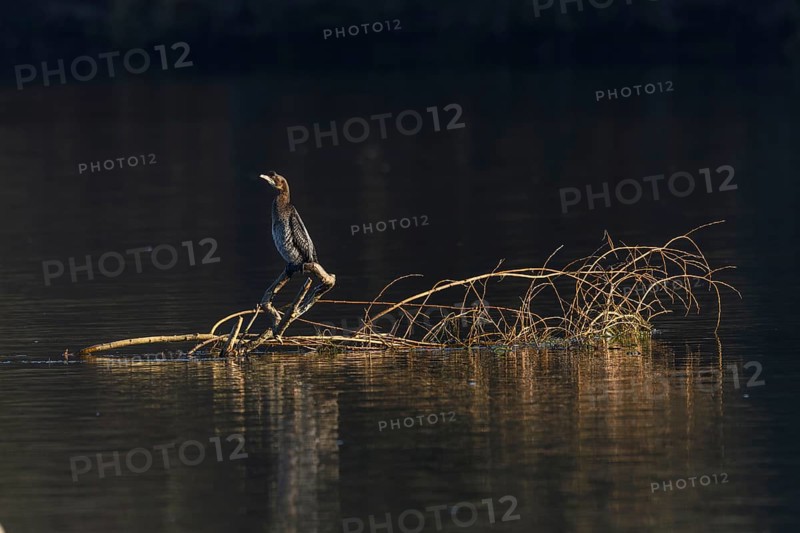 Pygmy Cormorant (Microcarbo pygmaeus) sitting on a branch in the water. Bas-Rhin, Alsace, Grand Est, France, Europe