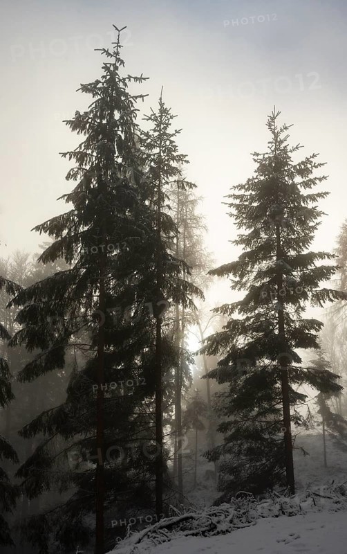 Winter landscape, forest, snow, fog, sun, Radenthein, Carinthia