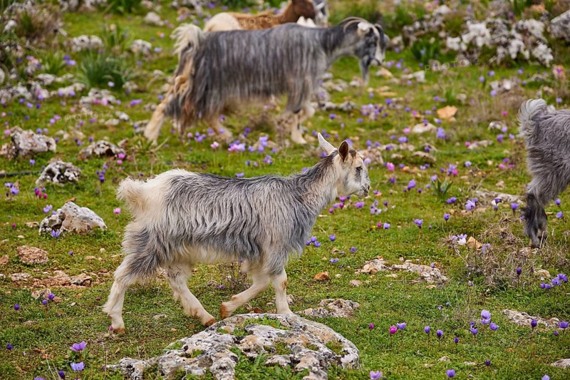 Herd of goats (caprae) with different coats wandering through a rocky area, Aradena Gorge, Aradena, Sfakia, Crete, Greece, Europe