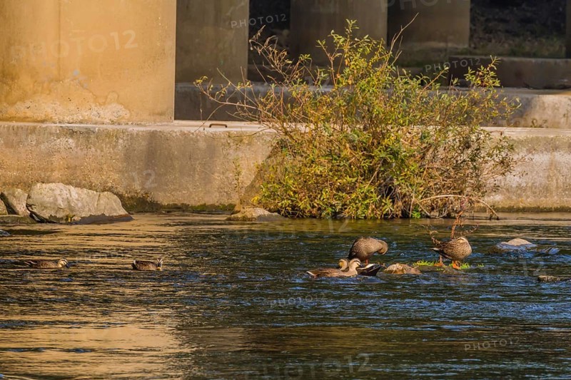 Six spot-billed ducks in shallow water in a flowing river near a bridge pylon with a green shrub in the water