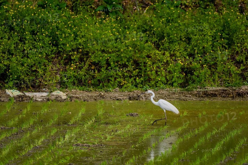 White common egret hunting for food in freshly planted rice paddy