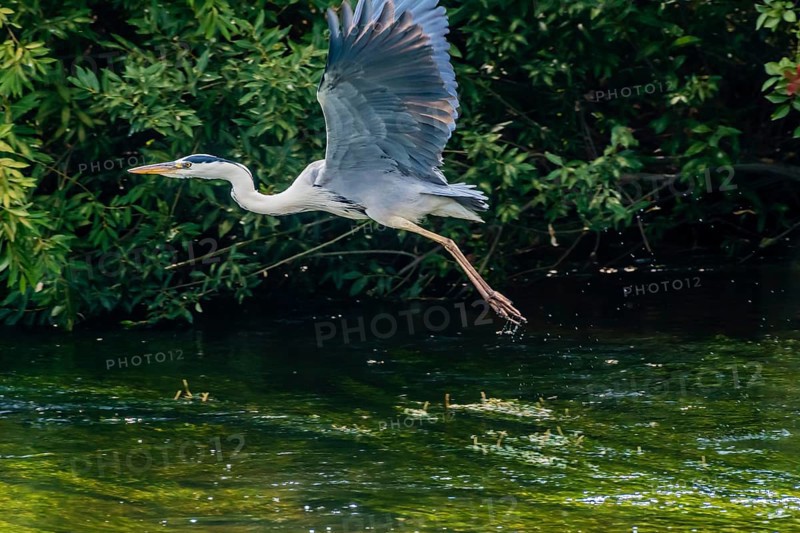 Little blue heron taking flight over a river with lush green foliage in the background