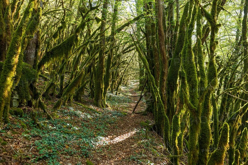 Hiking trail through forest with moss, valley of the Loue, Lizine, near Besancon, Departement Doubs, Bourgogne-Franche-Comte, Jura, France, Europe