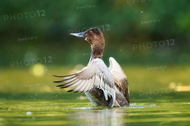Common pochard (Aythya ferina) shaking its wings on a lake, Bavaria, Germany, Europe