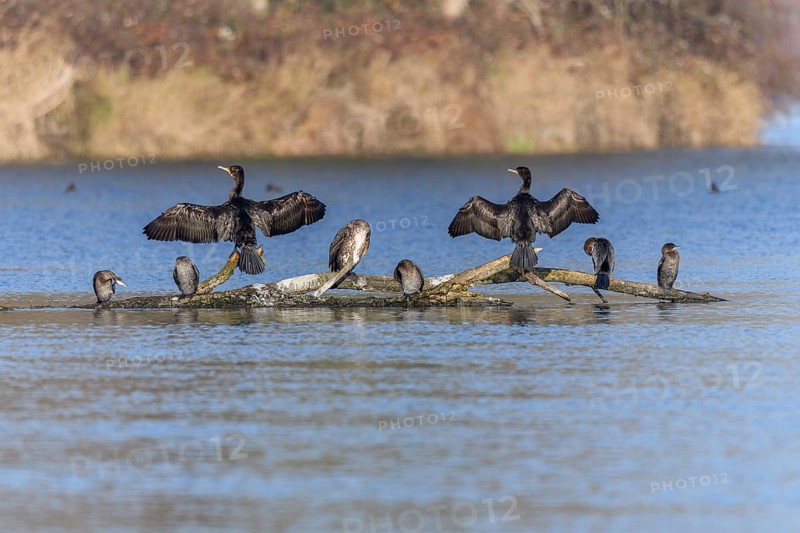 Great cormorant (Phalacrocorax carbo) and Pygmy Cormorant (Microcarbo pygmaeus) sitting on a branch. Bas-Rhin, Alsace, Grand Est, France, Europe