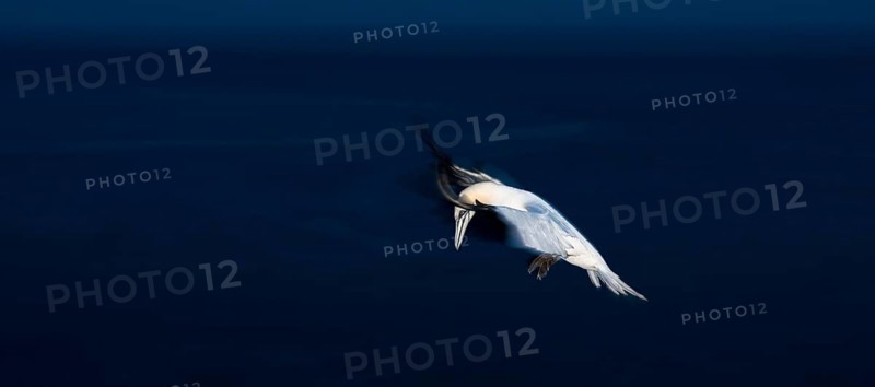 A gannet (Morus bassanus) (synonym: Sula bassana) in flight over the dark sea, late evening, wiping effect, motion blur, clear lines and strong colour contrasts, landing approach to the gannet colony on the Lummenfelsen, Helgoland Island, North Sea, Schleswig-Holstein, Germany, Europe