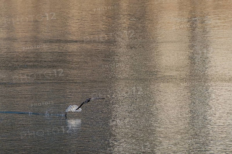 Egret at river surface with fish in beak and wings forward as cormorant flies overhead