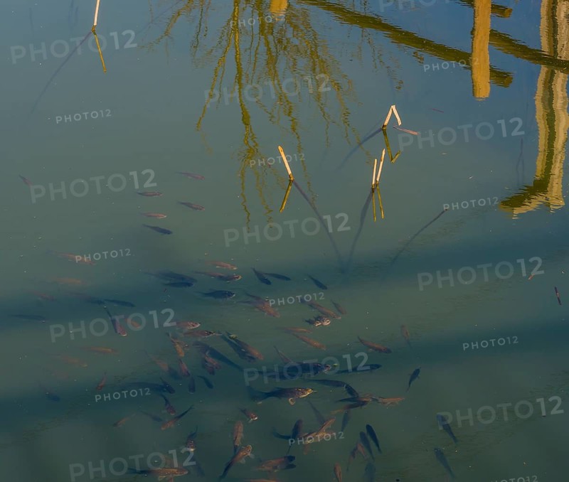 Closeup of a school of small fish swimming at the surface of a pond near short white reeds with tree and fence railing reflected in the water