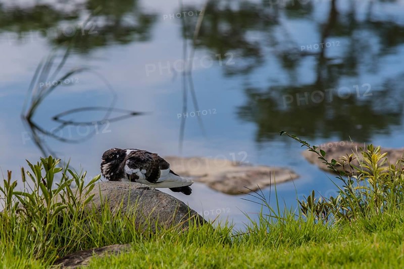 Gray and white rock pigeon sitting on boulder at edge of pond with trees reflected in the water