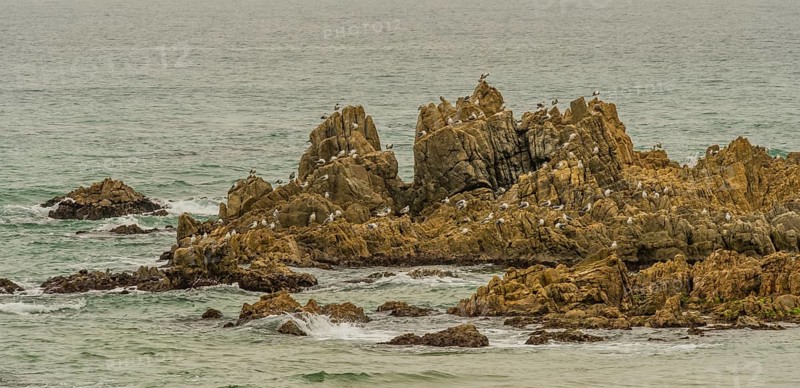Large flock of seagulls perched in rocky outcropping on grey misty day