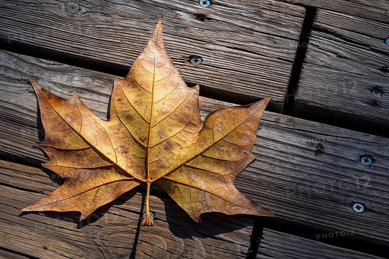 Autumn leaf seen from above on a rustic wooden slats background
