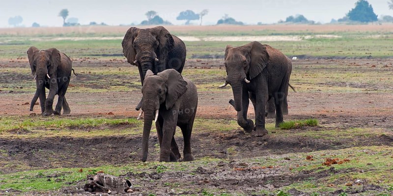 Elephant herd (Loxodonta africana), group, family, herd of animals, animal family, hiking, hike, safari in Chobe National Park, Botswana, Africa