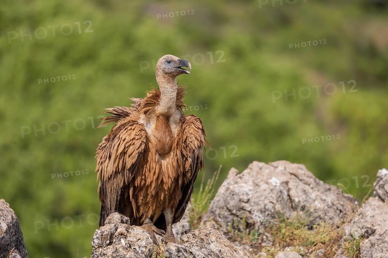 Griffon vulture (Gyps fulvus), on rock, Castile-Leon province, Picos de Europa, Spain, Europe