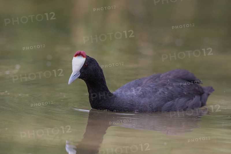 Red-knobbed coot (Fulica cristata), wetland near Alicante, Andalusia, Spain, Europe