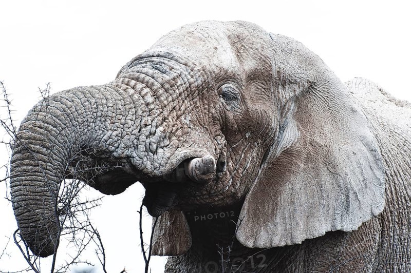 White African elephant (Loxodonta africana) in Etosha National Park, white from salt pan dust, animal, wild, free living, wilderness, safari, Namibia, South West Africa, Africa