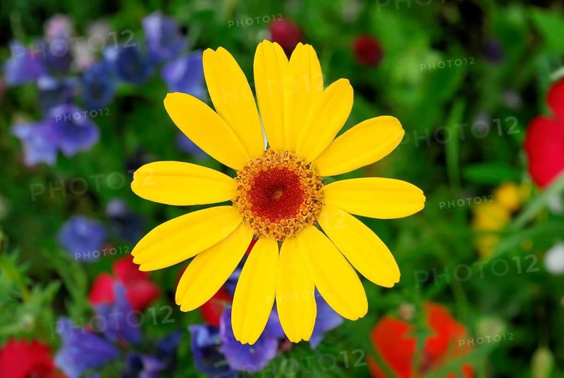 Golden marguerite (Anthemis tinctoria), medicinal plant, in a colourful flower meadow, Baden-Wuerttemberg, Germany, Europe