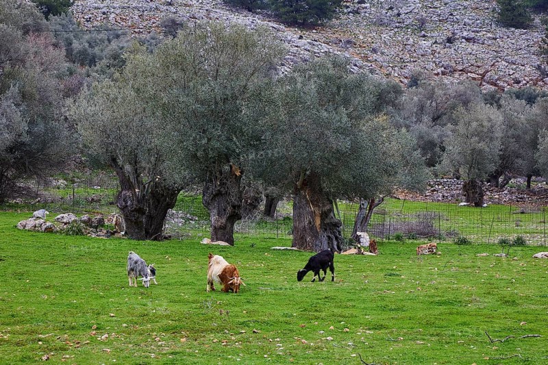 Grazing goats (caprae) under olive trees in a green meadow, Aradena Gorge, Aradena, Sfakia, Crete, Greece, Europe