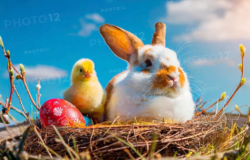 Easter, the Easter bunny and a chick sit in an Easter nest with colourful Easter eggs, AI generated, AI generated