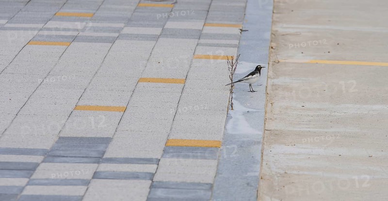Japanese Wagtail, common in Japan, Korea, Taiwan, Eastern China, and eastern Russia, standing on curb of parking lot in public park, Asia