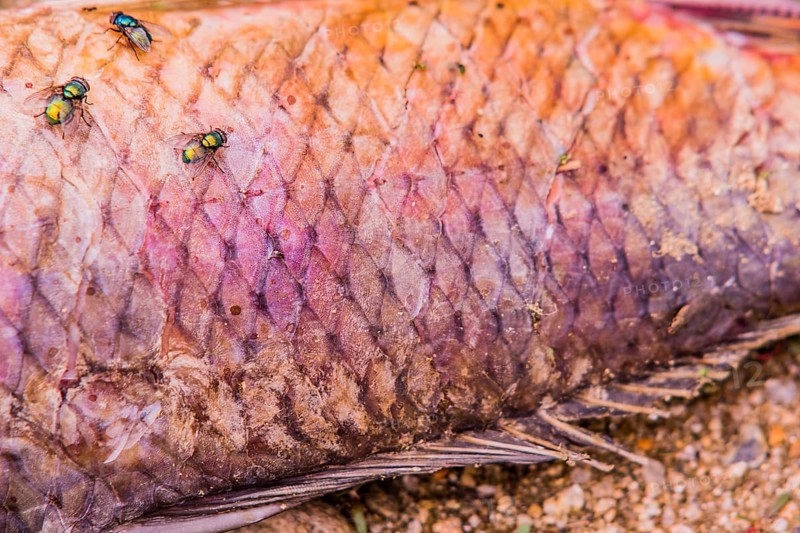 Closeup of flies feasting on the carcass of dead fish