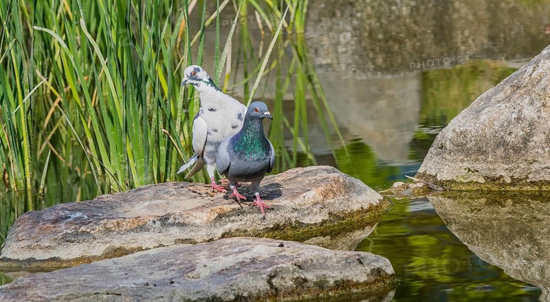 Two beautiful rock pigeon standing on large boulder next to a small pond